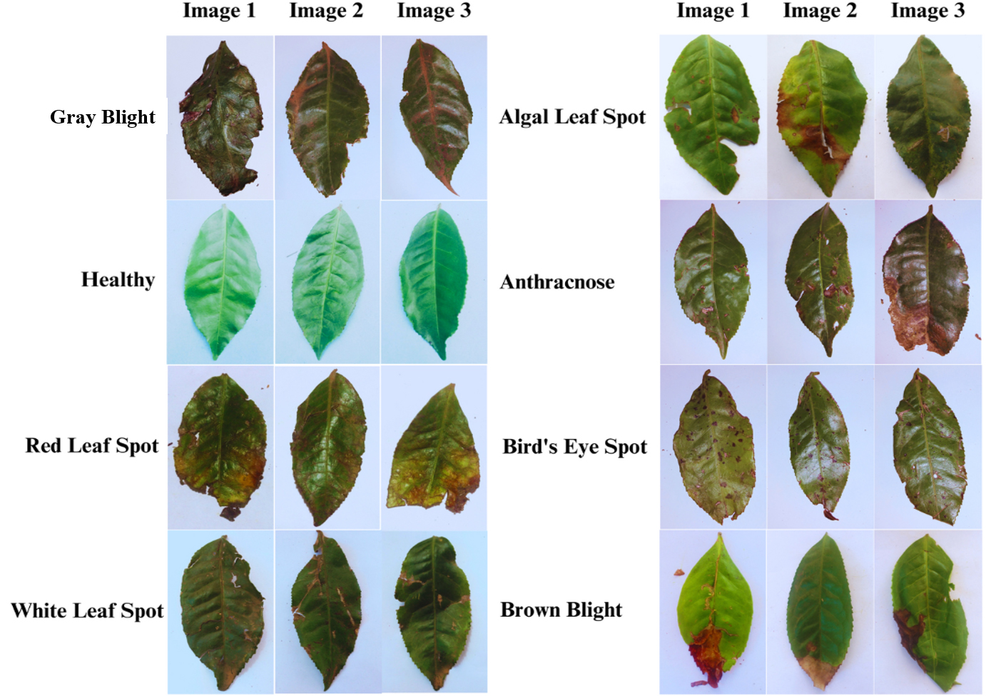 Tea Leaf Disease Detection Project